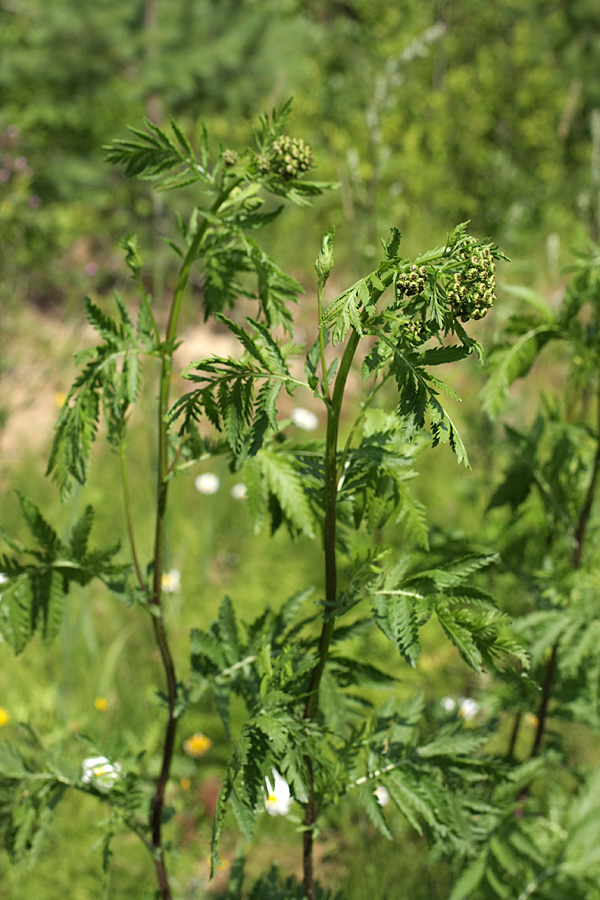 Image of Tanacetum vulgare specimen.