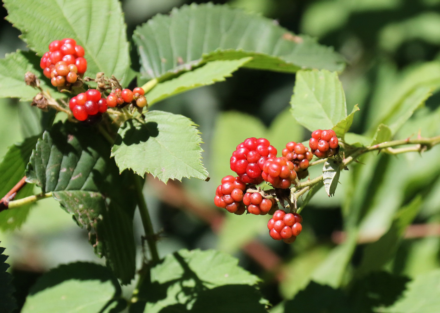 Изображение особи Rubus tauricus.