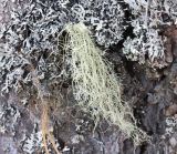 genus Usnea. Слоевище на коре сосны. Коми, Сыктывдинский р-н, окр. ст. Язель, долина р. Вычегда, сосновый лес. 23.05.2018.