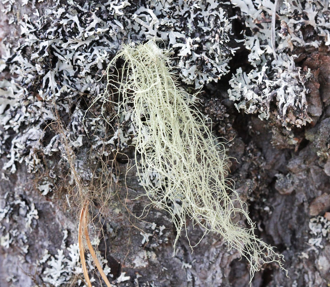 Image of genus Usnea specimen.