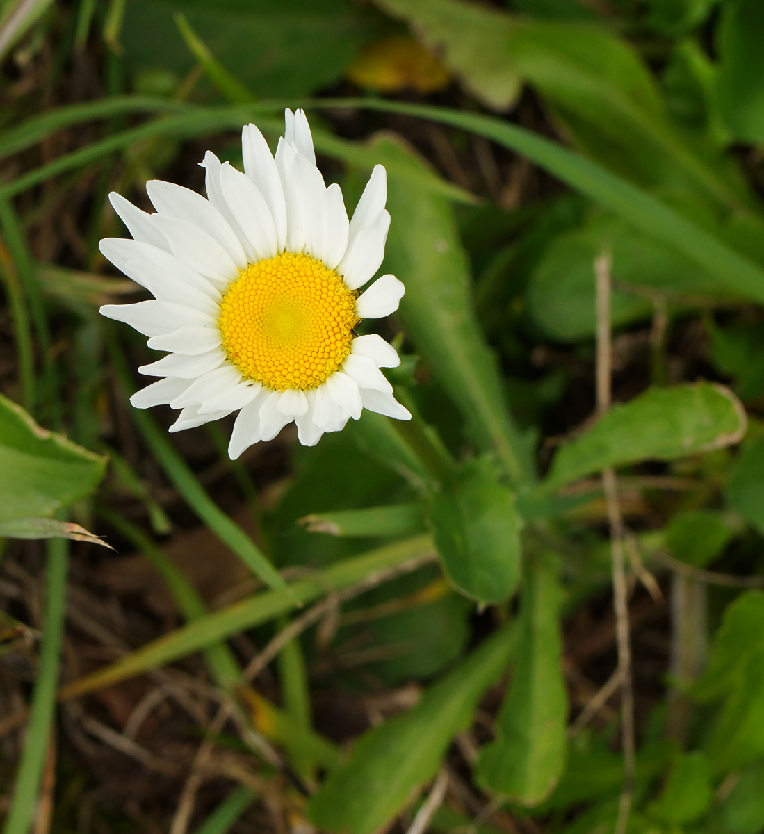 Image of Leucanthemum maximum specimen.