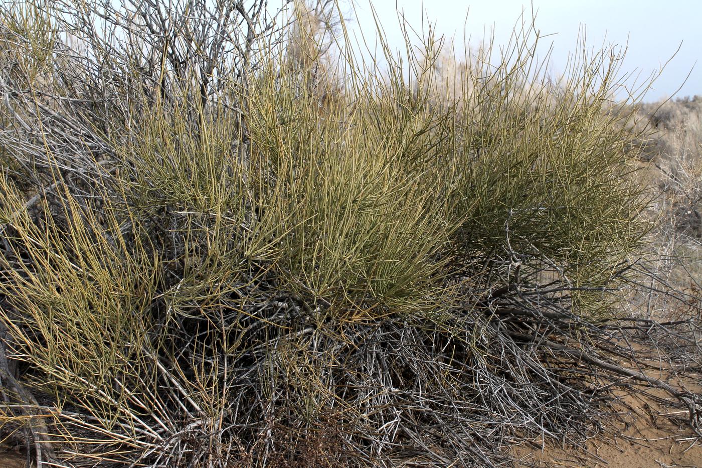 Изображение особи Ephedra strobilacea.