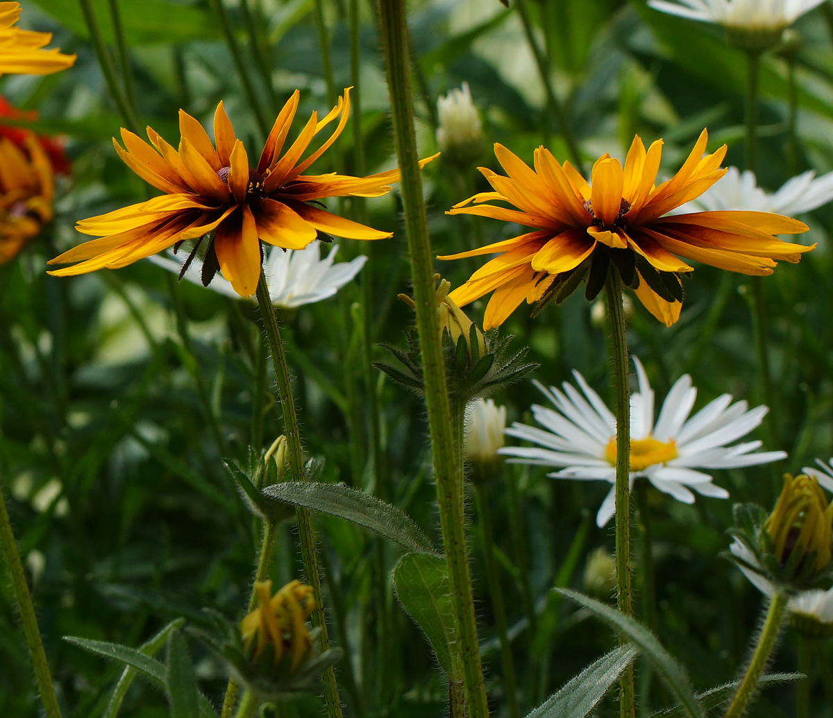 Image of Rudbeckia hirta specimen.