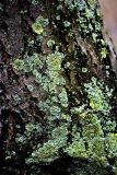 familia Physciaceae