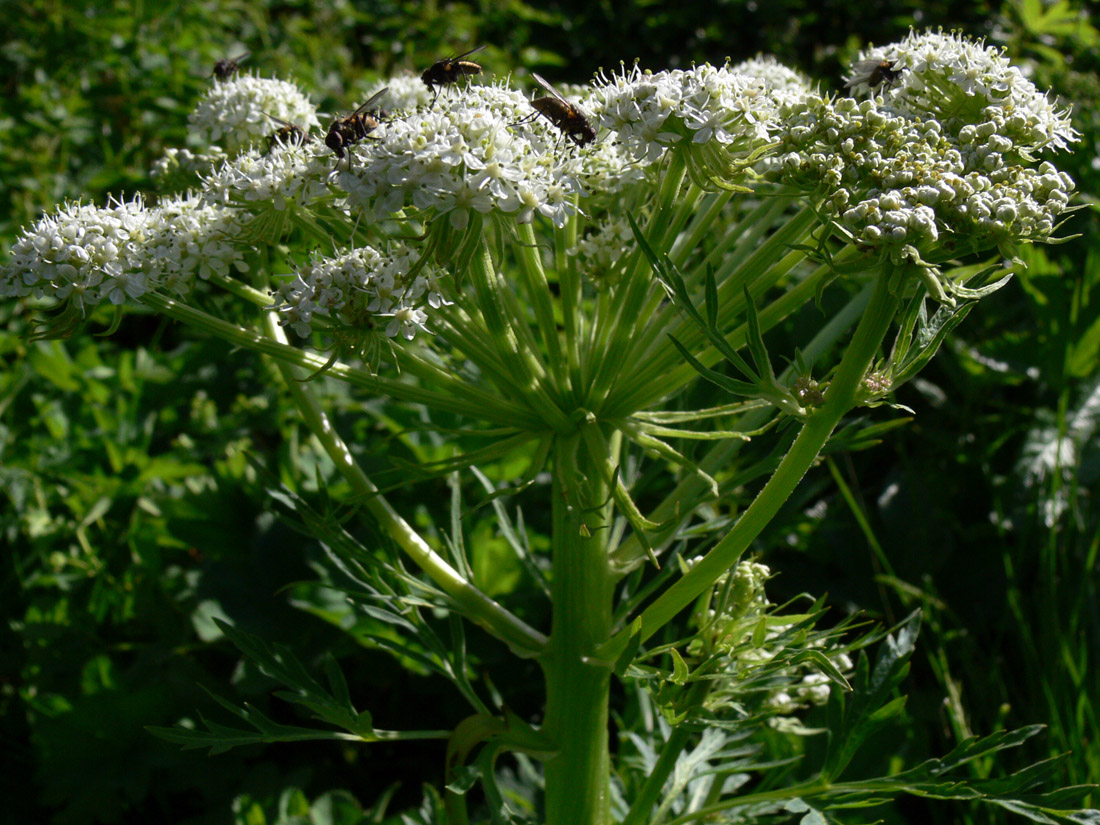 Изображение особи Pleurospermum uralense.