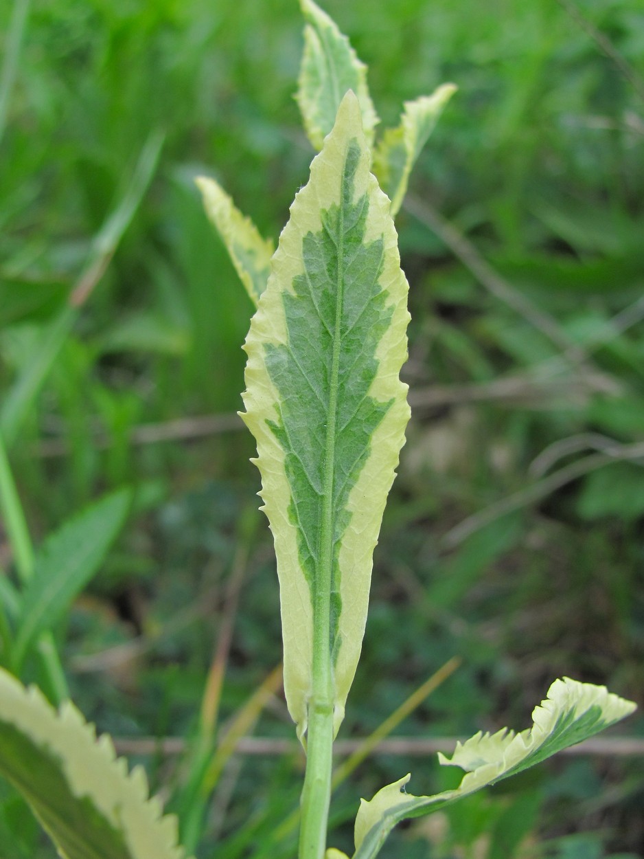 Image of Rorippa austriaca specimen.