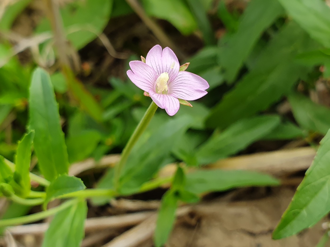 Image of Epilobium parviflorum specimen.