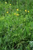 Ranunculus acris