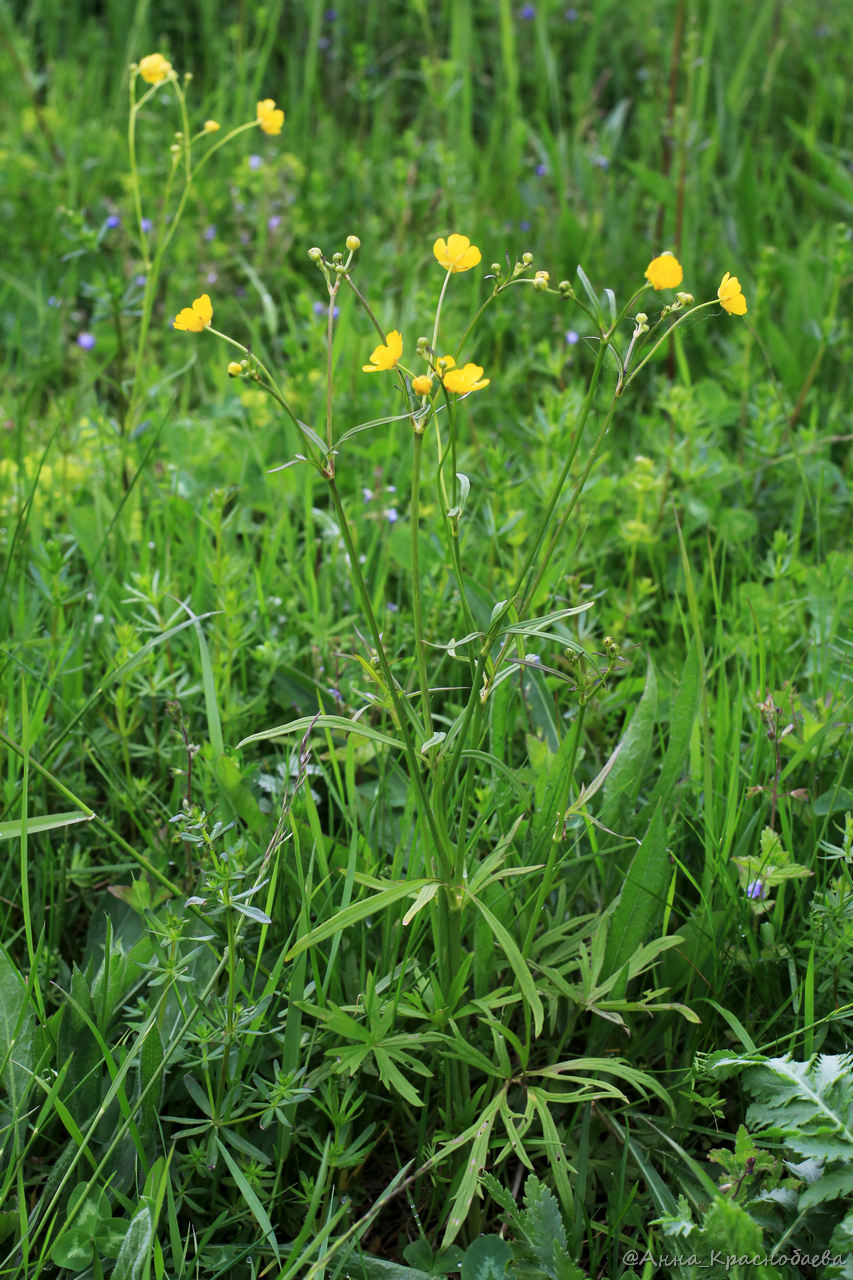 Image of Ranunculus acris specimen.