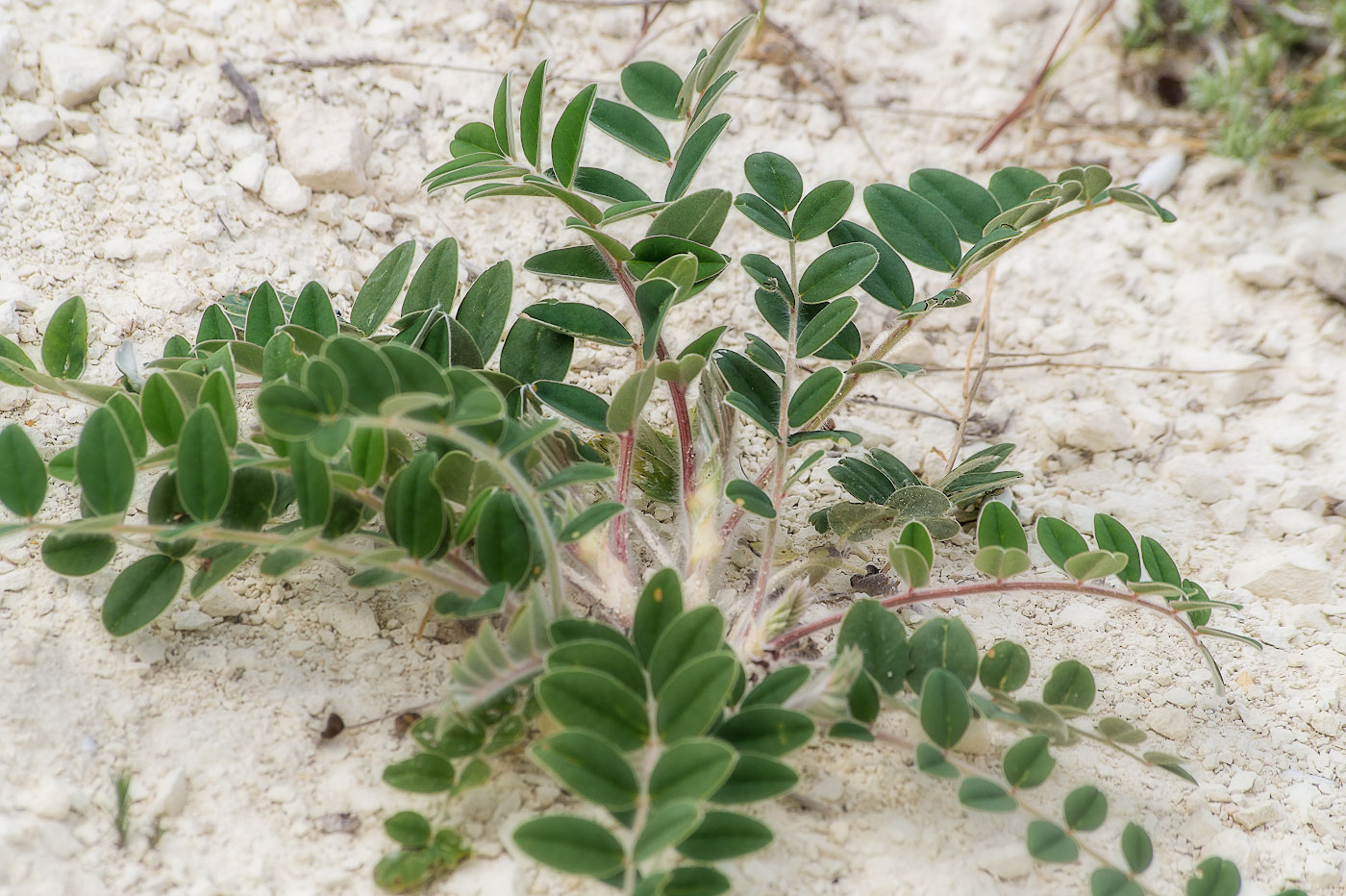 Image of Onobrychis pallasii specimen.