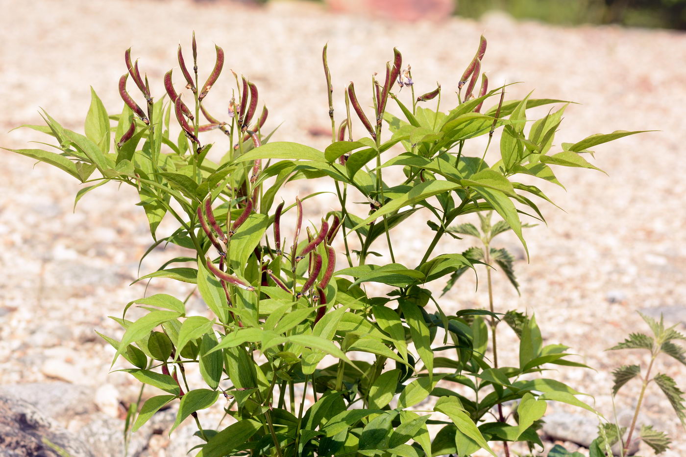 Image of Lathyrus vernus specimen.