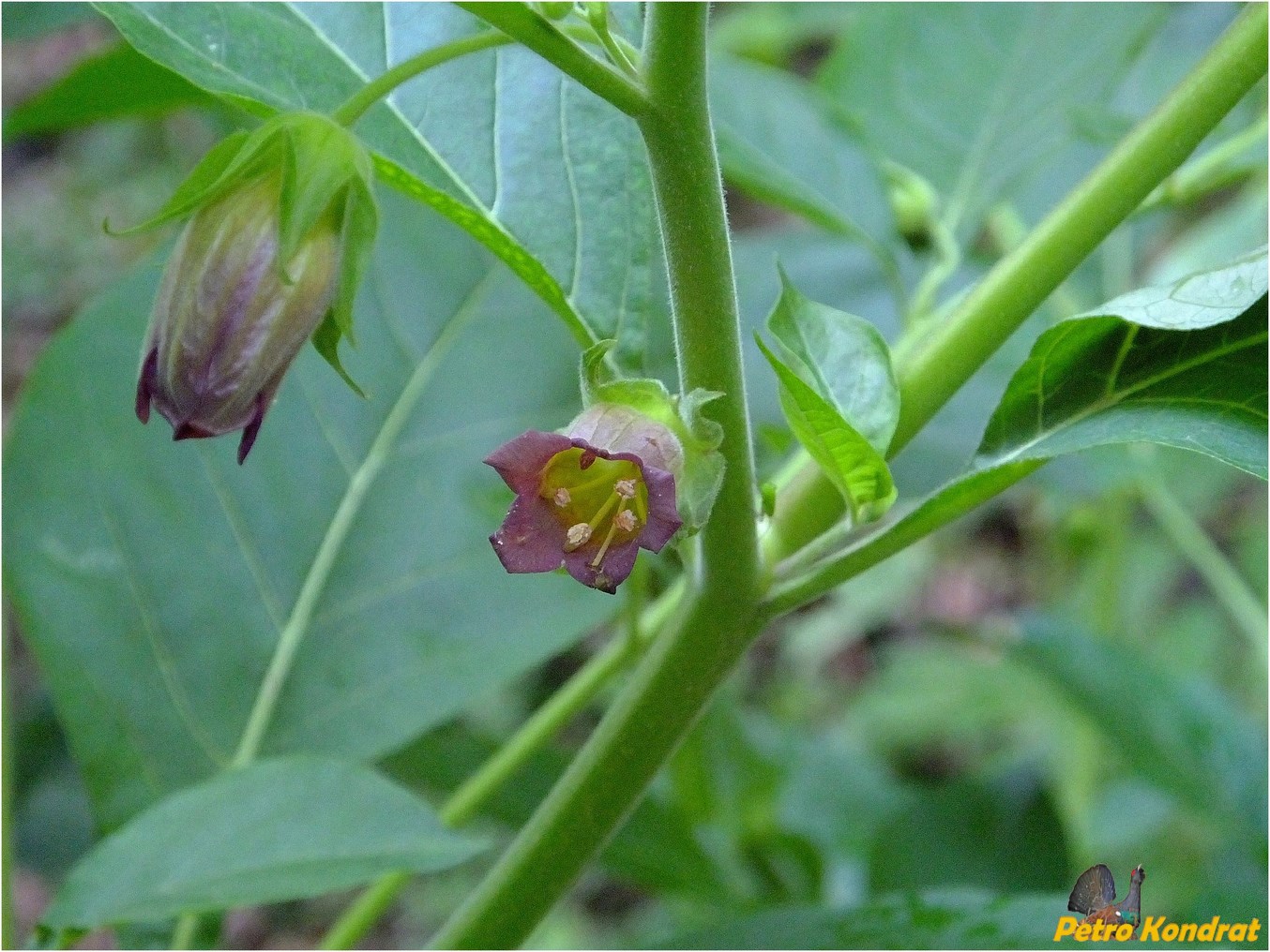 Image of Atropa bella-donna specimen.