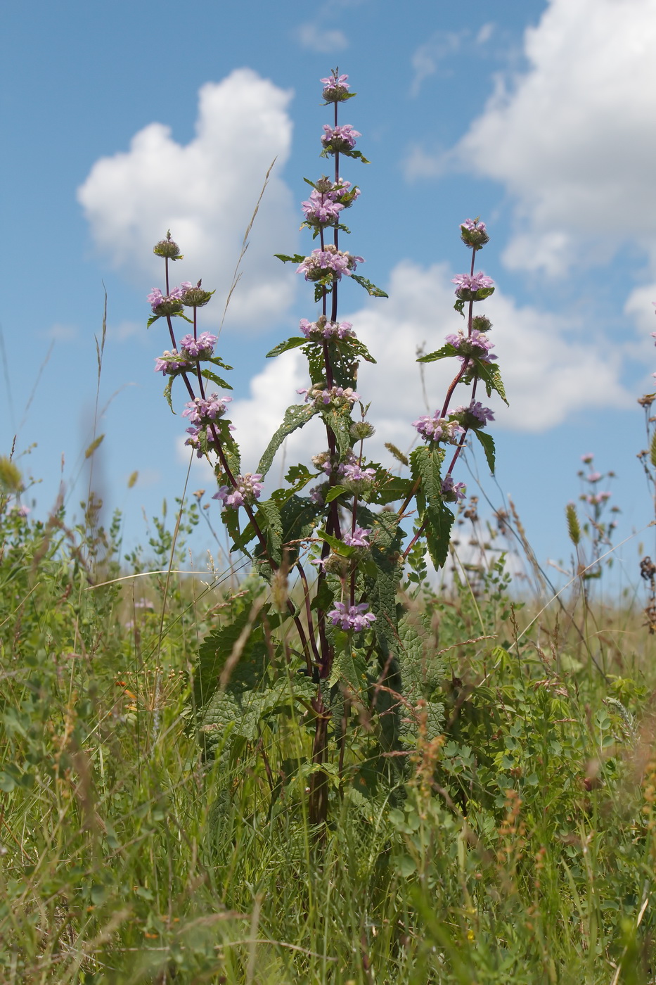 Image of Phlomoides tuberosa specimen.