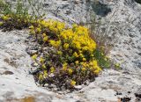 Sedum acre. Цветущее растение в углублении в камне в сообществе с Fumana procumbens и злаком. Крым, Бахчисарайский р-н, пещерный г. Эски-Кермен. 28.06.2020.