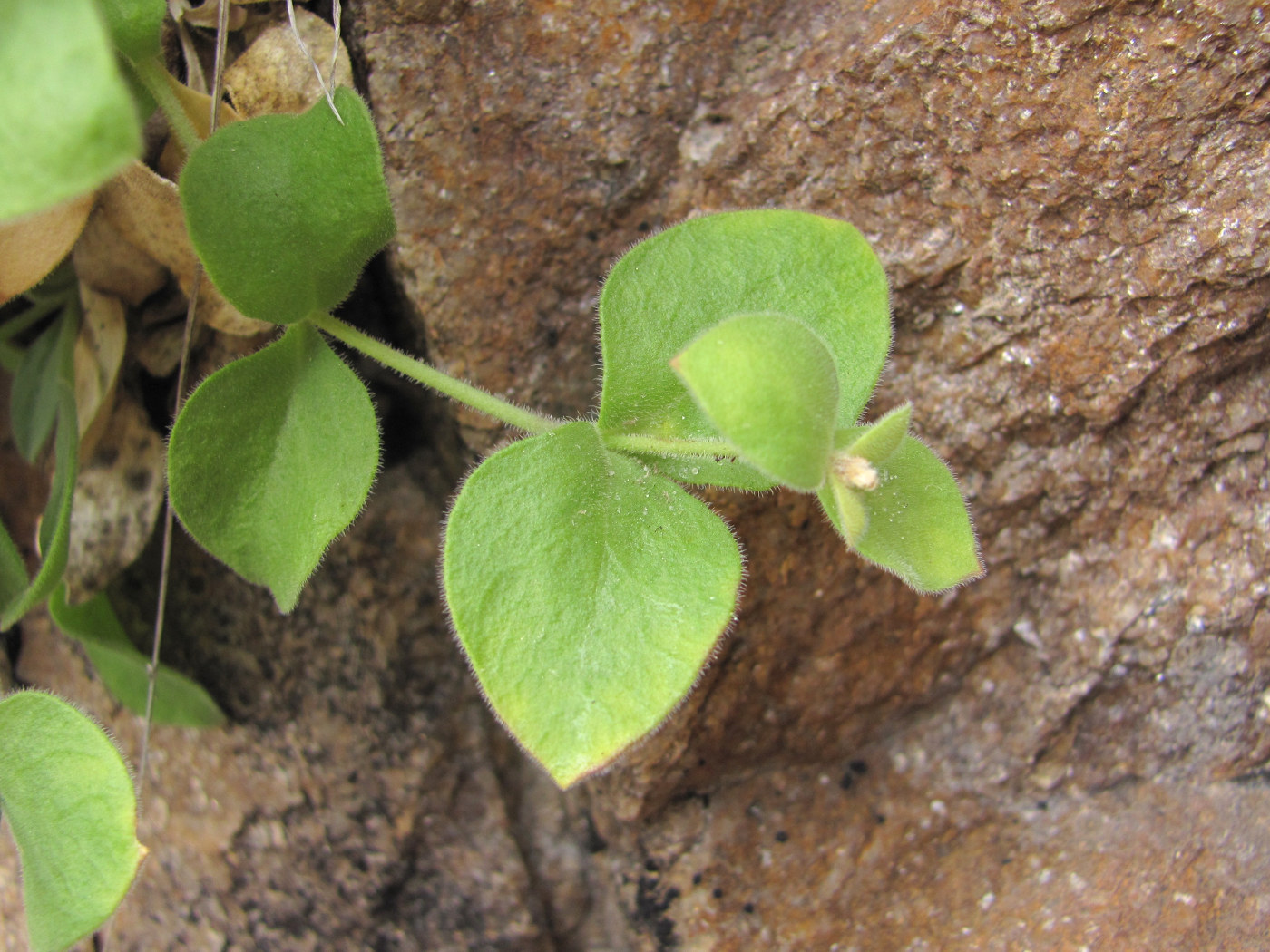 Image of Silene pygmaea specimen.