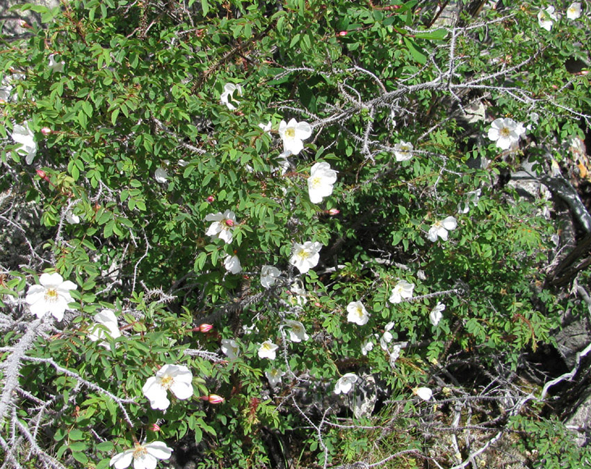 Image of Rosa oxyacantha specimen.