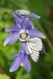 Aquilegia sibirica