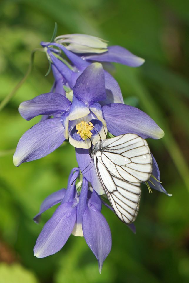 Изображение особи Aquilegia sibirica.