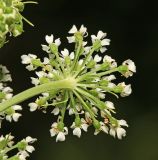 Angelica anomala