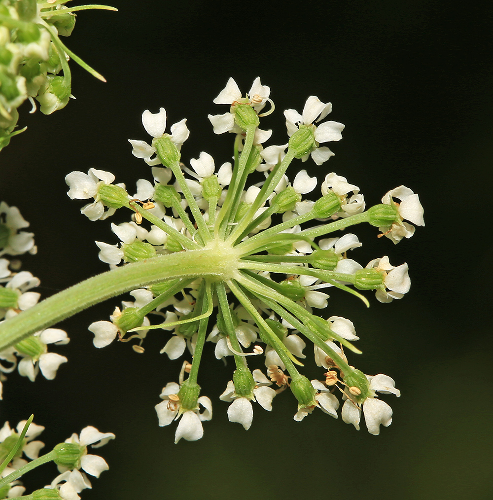 Image of Angelica anomala specimen.