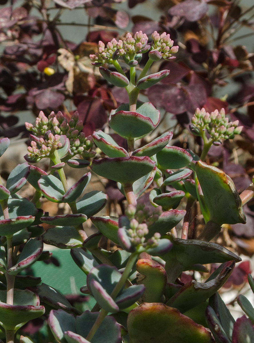 Изображение особи Hylotelephium sieboldii.