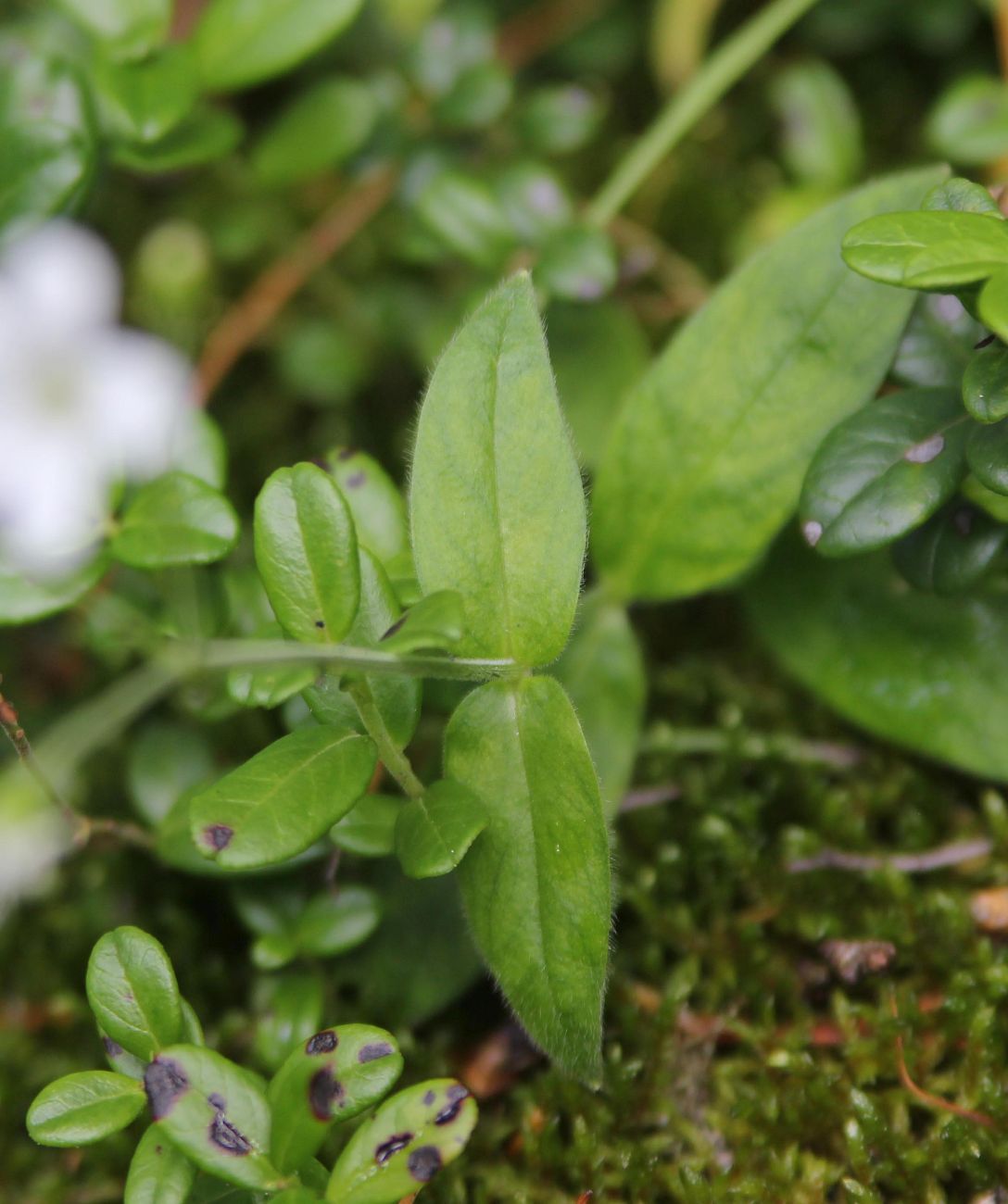 Изображение особи Cerastium pauciflorum.