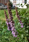 Liatris spicata
