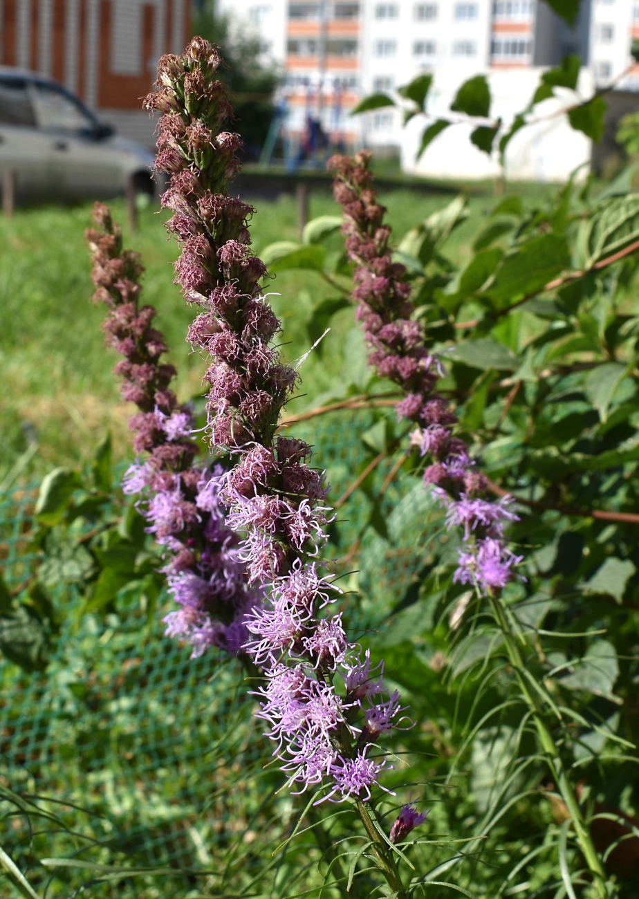 Image of Liatris spicata specimen.