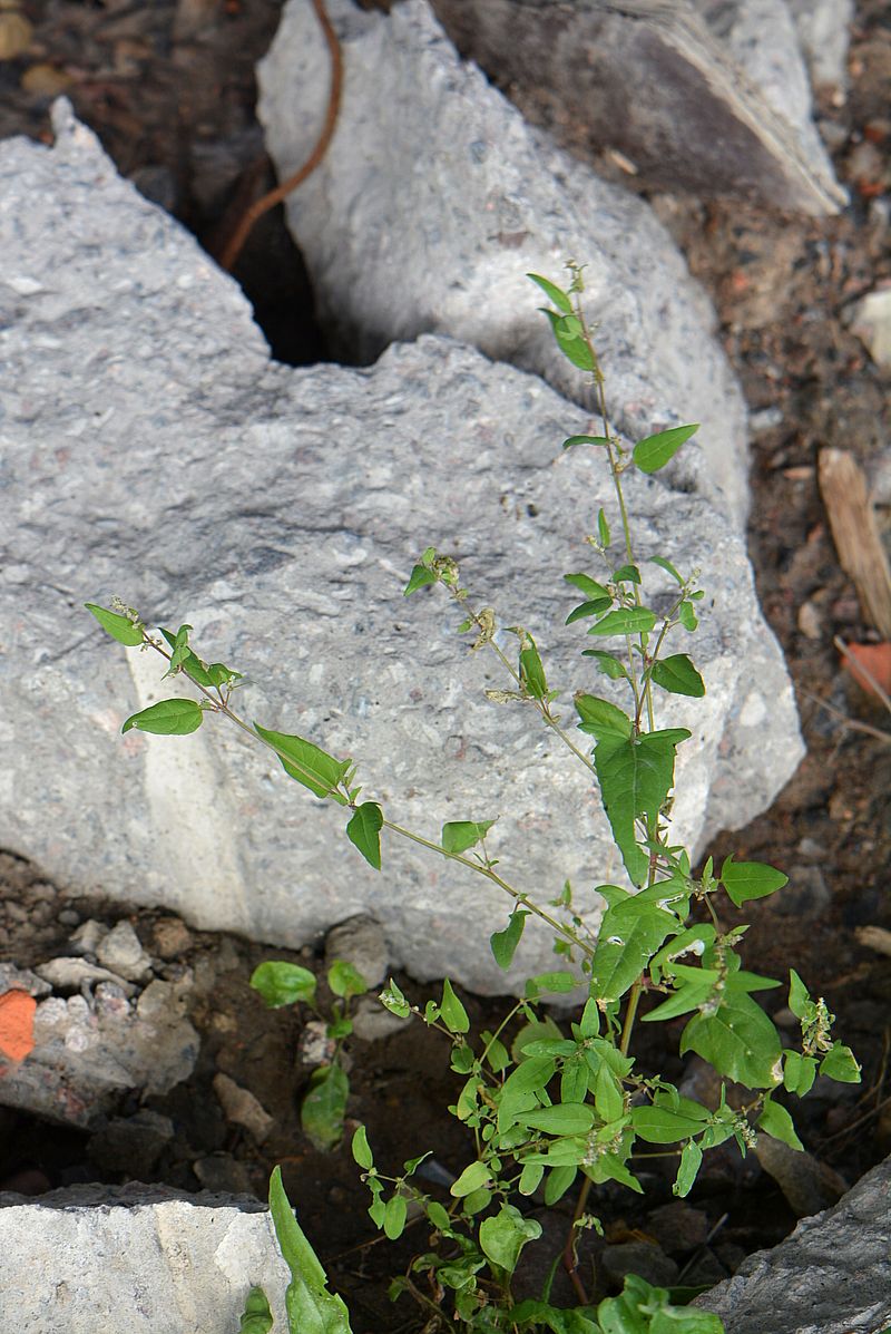 Image of Atriplex prostrata specimen.