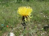 Centaurea mannagettae