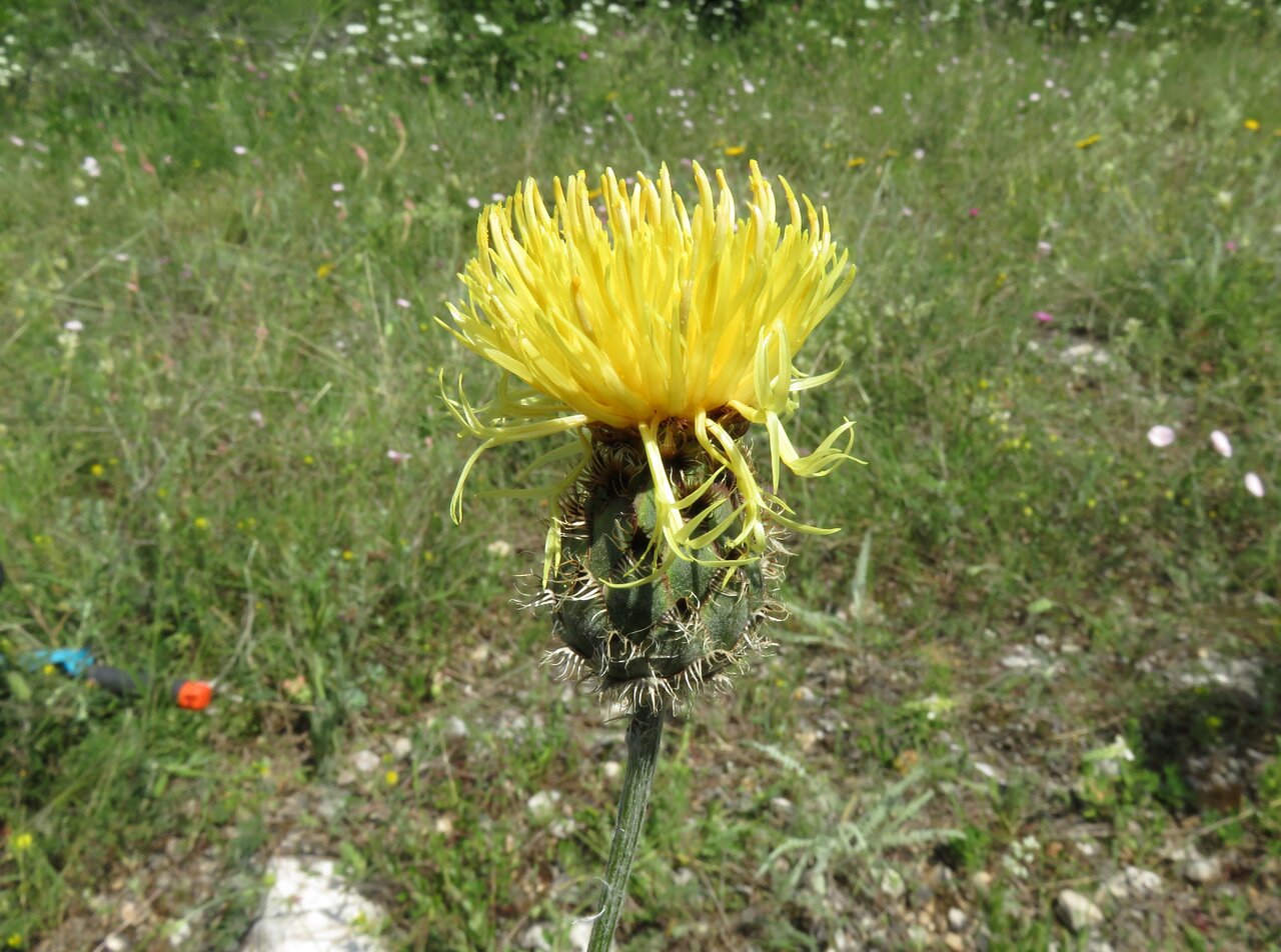 Изображение особи Centaurea mannagettae.