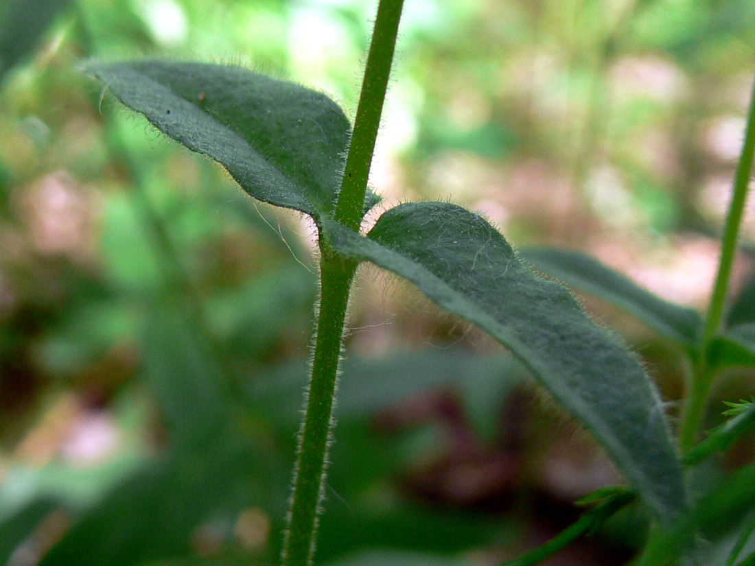 Image of Cerastium pauciflorum specimen.