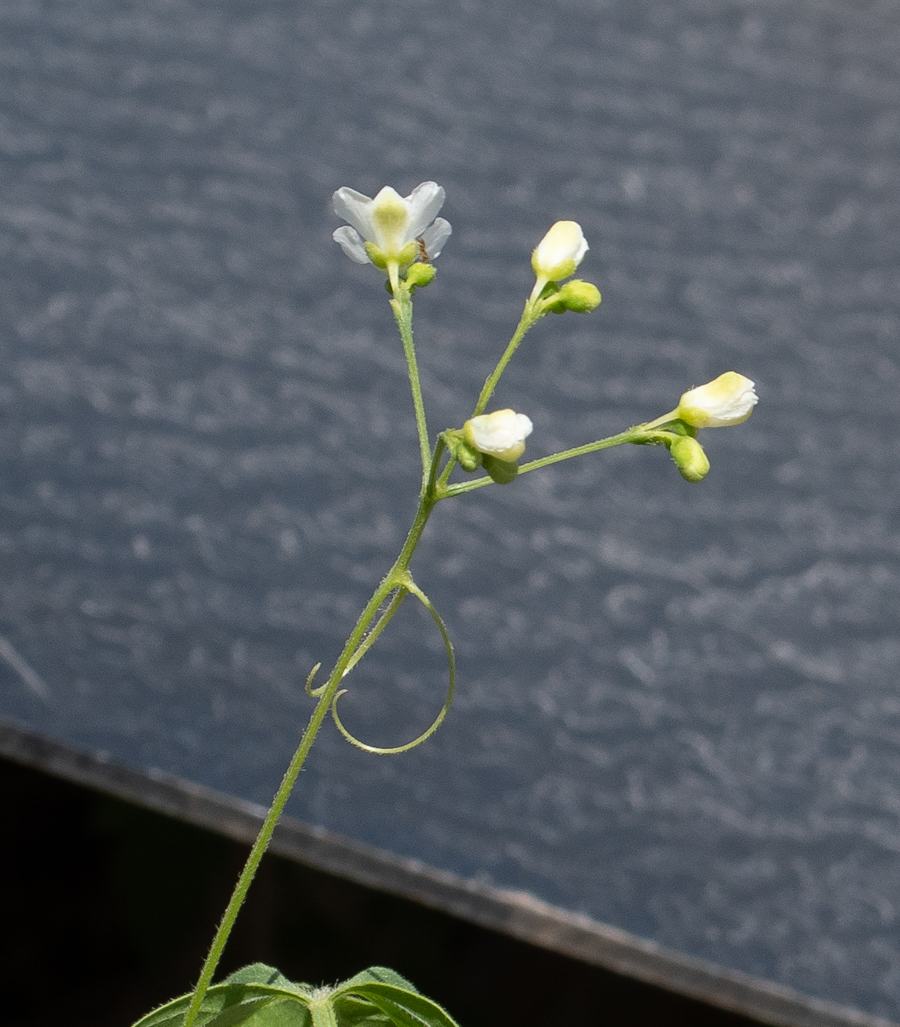 Image of Cardiospermum halicacabum specimen.