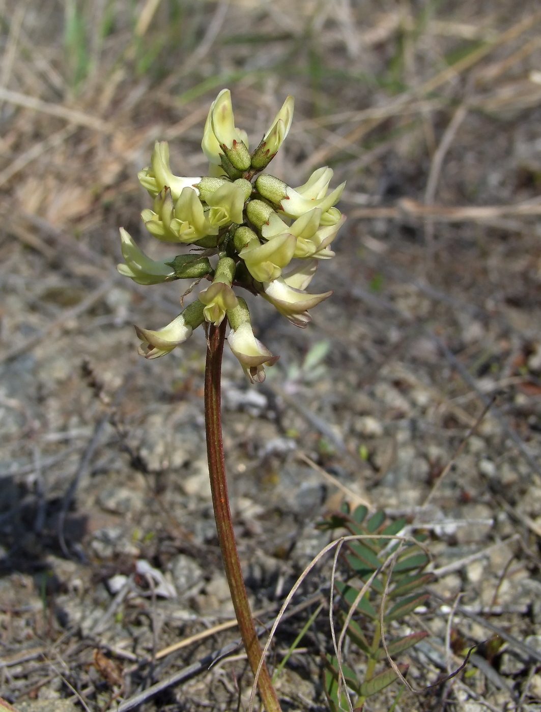 Image of Astragalus schelichowii specimen.