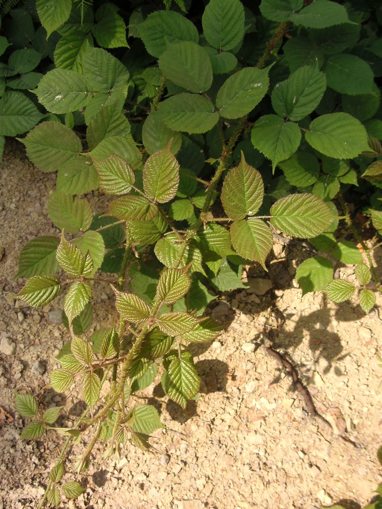 Image of Rubus serpens specimen.