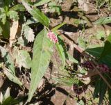 Persicaria lapathifolia
