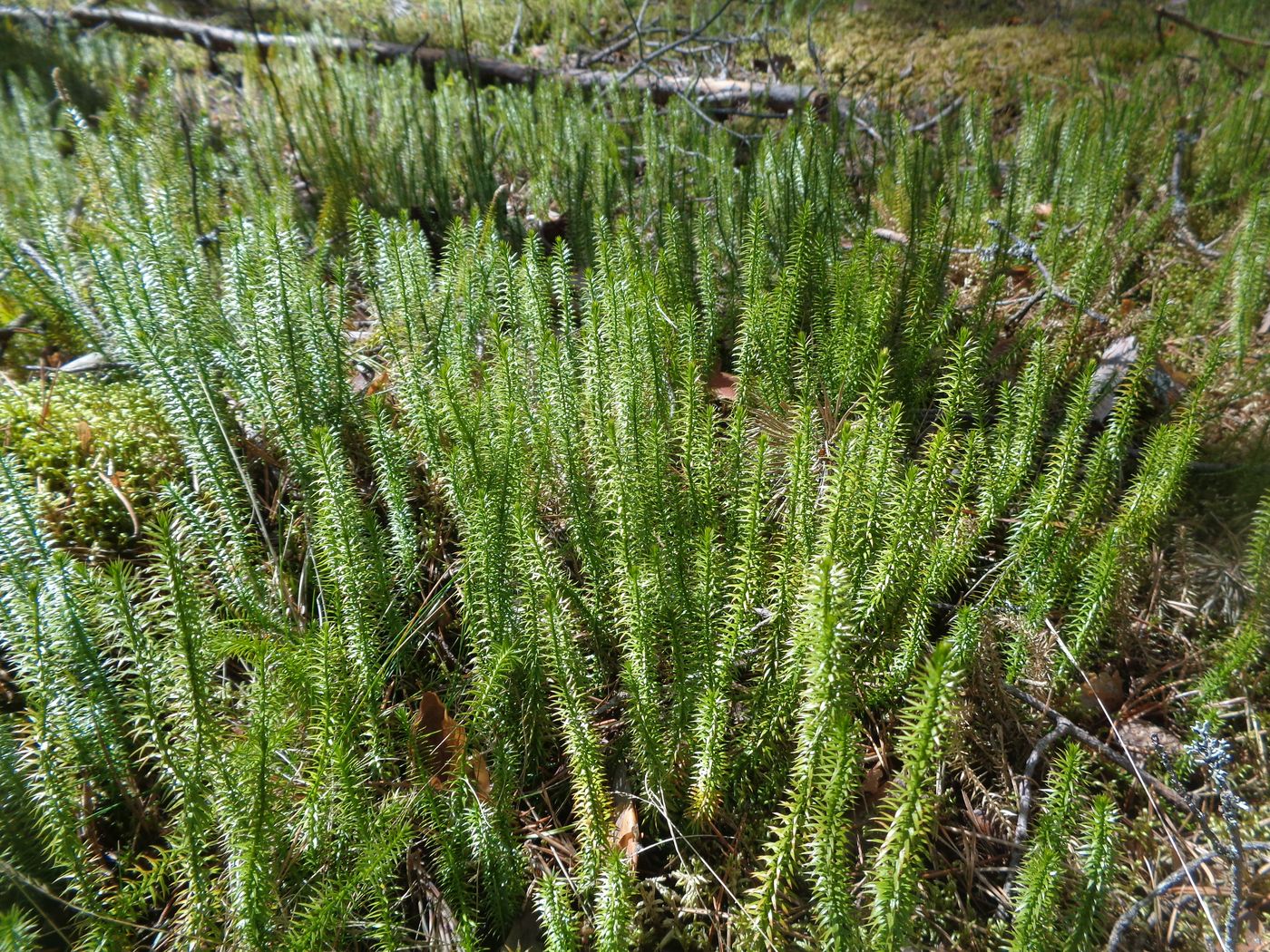 Изображение особи Lycopodium annotinum.