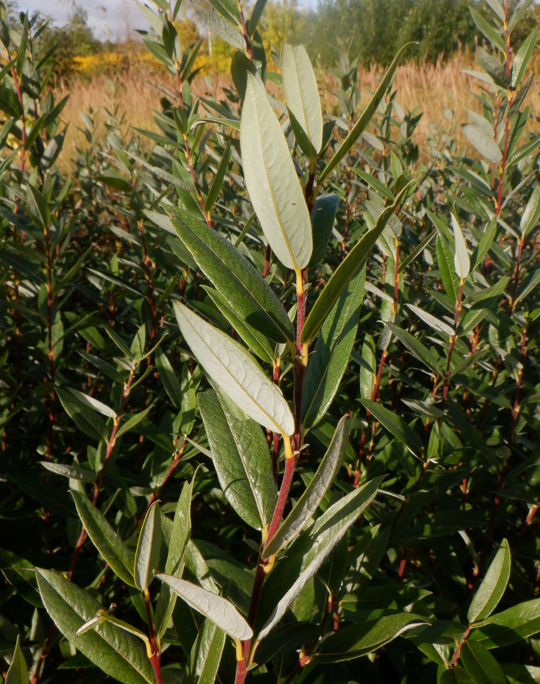 Изображение особи Salix rosmarinifolia.