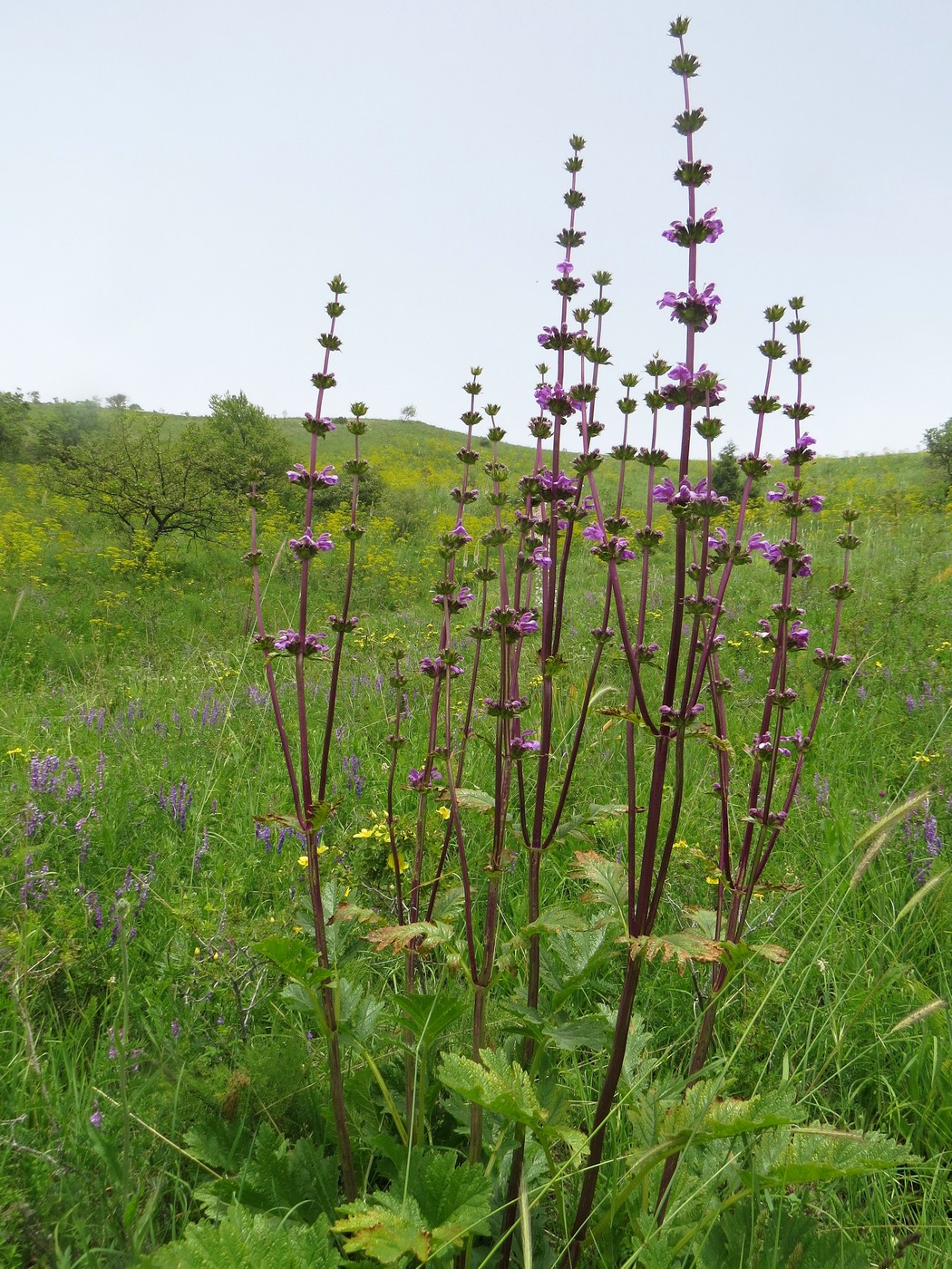 Изображение особи Phlomoides lehmanniana.