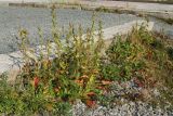 Oenothera rubricaulis