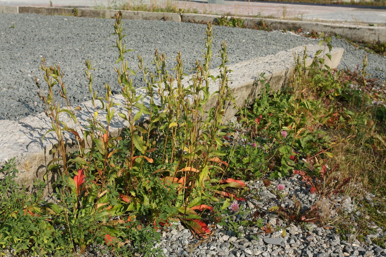 Image of Oenothera rubricaulis specimen.