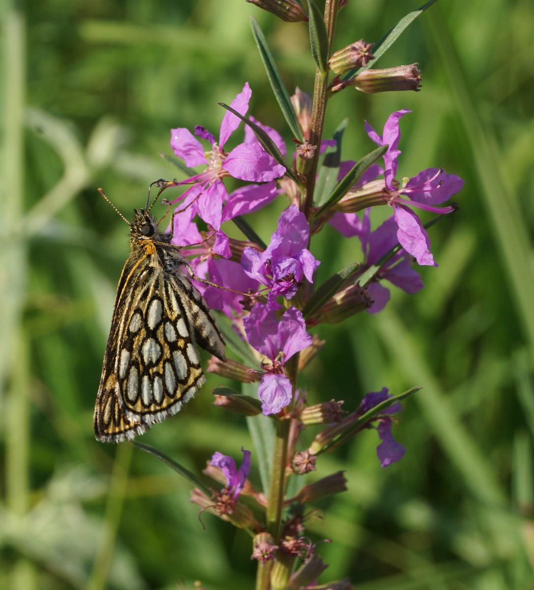 Image of Lythrum virgatum specimen.