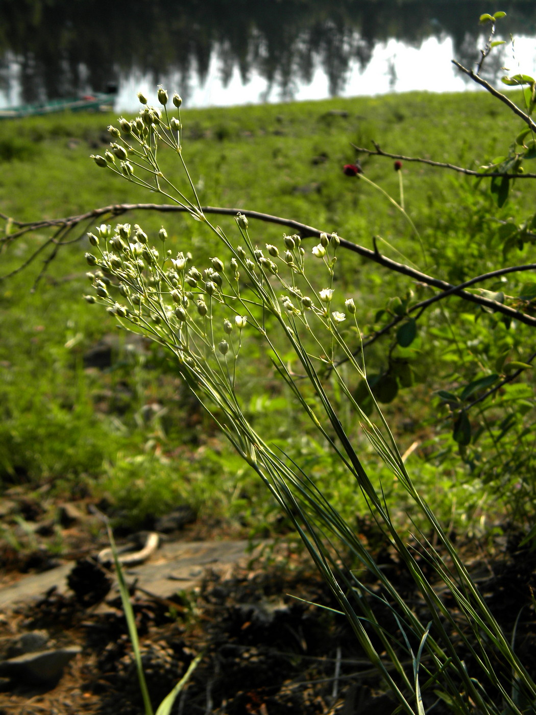 Изображение особи Eremogone saxatilis.