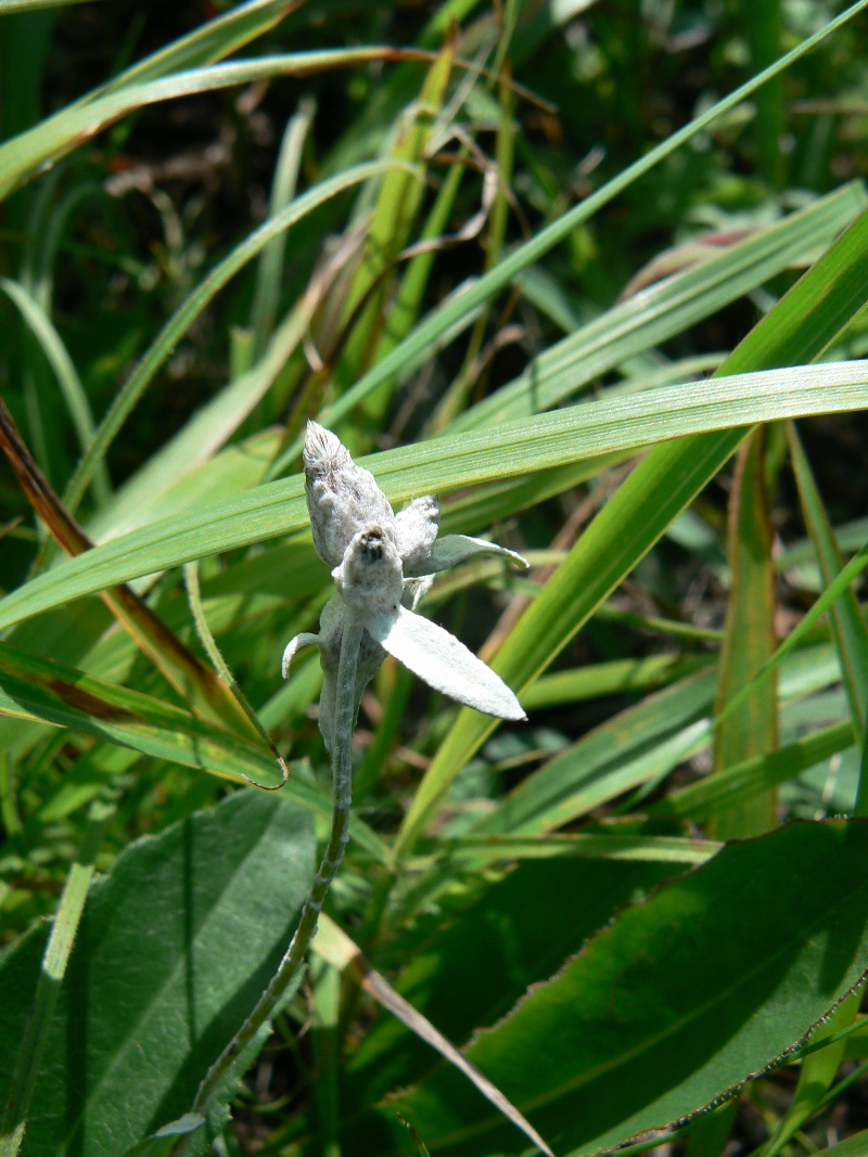 Image of Leontopodium leontopodioides specimen.