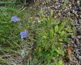 Scabiosa comosa