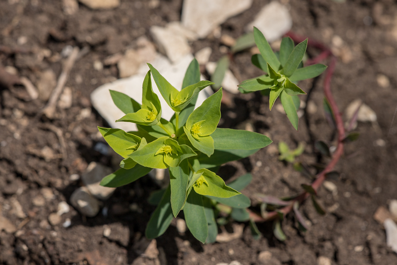 Изображение особи Euphorbia taurinensis.