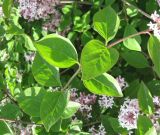 Syringa microphylla. Часть побега. Крым, Симферополь, ботсад университета. 13 мая 2010 г.