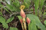Orobanche alba