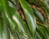 Pleurothallis revoluta. Листья. Перу, регион Куско, провинция Урубамба, окр. г. Machupicchu, ботанический сад \"Jardines de Mandor\". 20.10.2019.