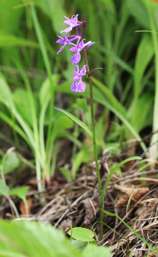 Изображение особи Ponerorchis chusua.